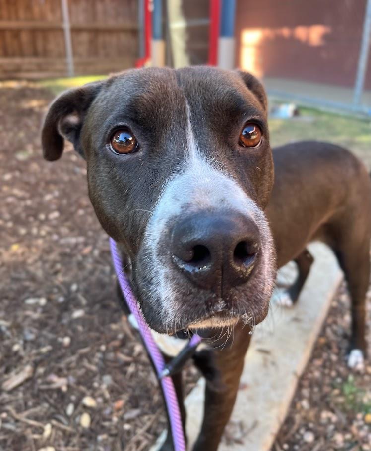 Enlarge Athena*A214094, a Adoptable mixed breed in Plano, TX image 5/5