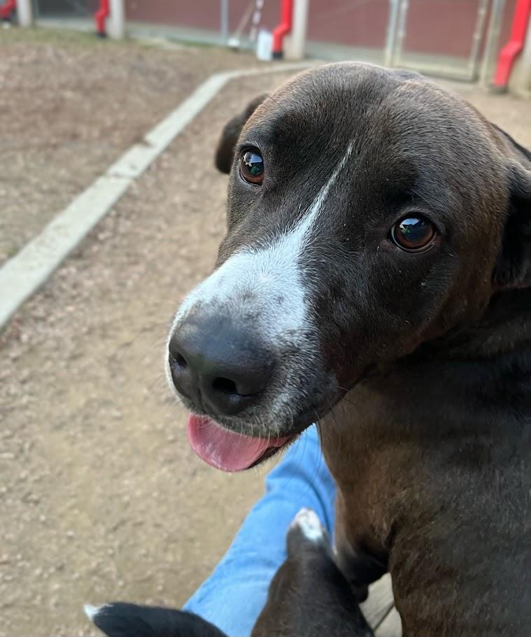 Enlarge Athena*A214094, a Adoptable mixed breed in Plano, TX image 2/5