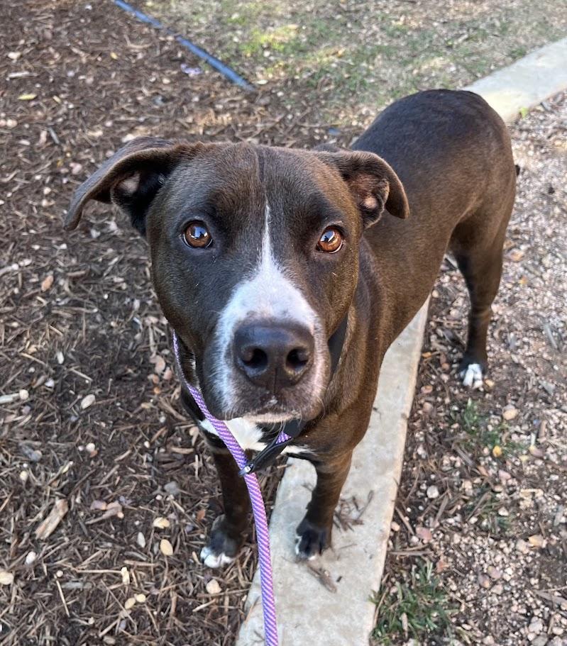 Enlarge Athena*A214094, a Adoptable mixed breed in Plano, TX image 4/5