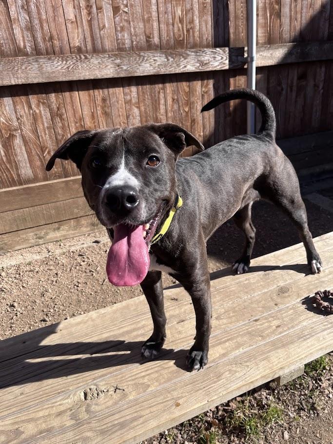 Enlarge Athena*A214094, a Adoptable mixed breed in Plano, TX image 1/5