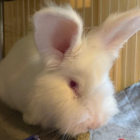 Enlarge Bigwig, a ADOPTABLE Lionhead in Cleveland, OH image 2/3