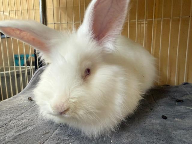 Enlarge Bigwig, a ADOPTABLE Lionhead in Cleveland, OH image 3/3