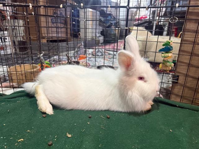 Enlarge Bigwig, a ADOPTABLE Lionhead in Cleveland, OH image 1/3
