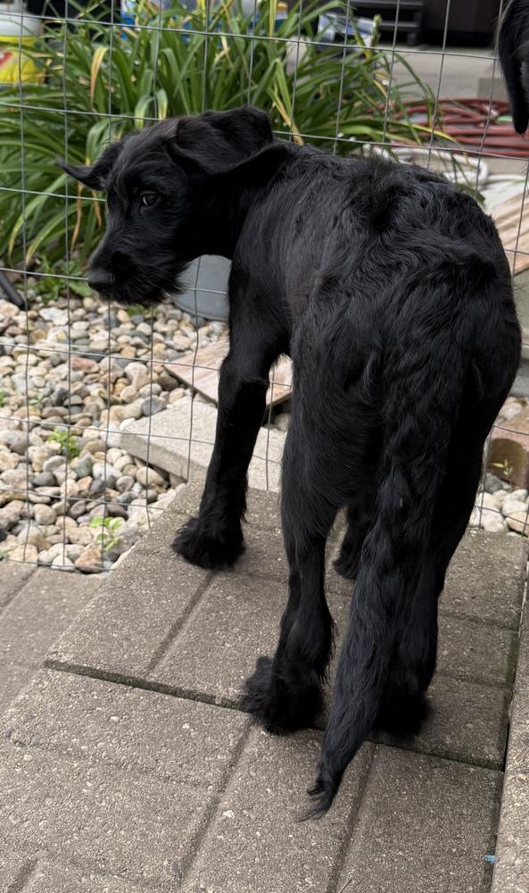 Enlarge Sapphire, a Adopted mixed breed in South Bend, IN image 2/2