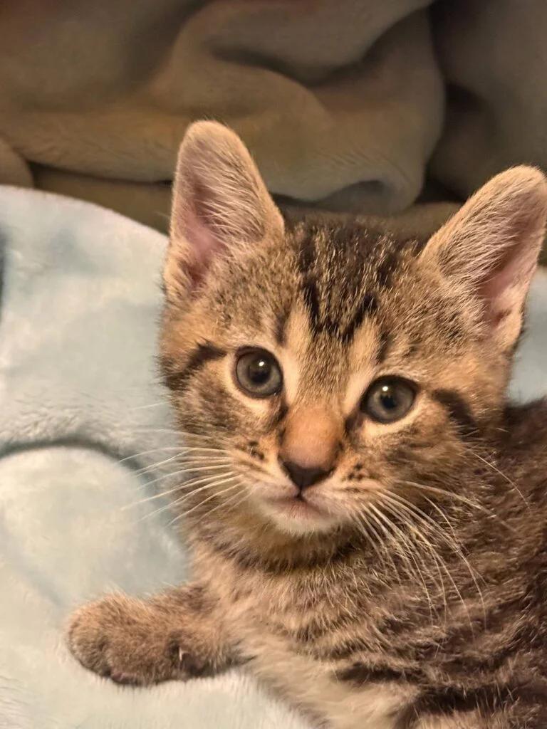 Enlarge Firefly, a ADOPTABLE Domestic Short Hair in Reynoldsburg, OH image 1/1