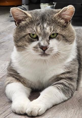 Hank Penn, Adoptable, Adult Male Domestic Short Hair & Domestic Short Hair.