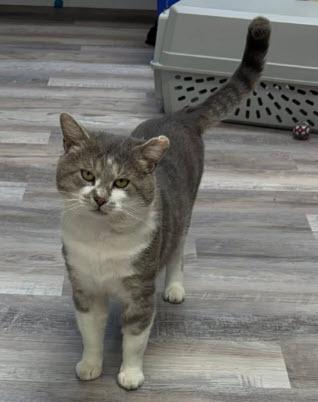 Enlarge Hank Penn, a Adoptable mixed breed in Hudson, MA image 2/3