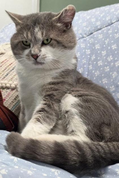 Enlarge Hank Penn, a Adoptable mixed breed in Hudson, MA image 3/3