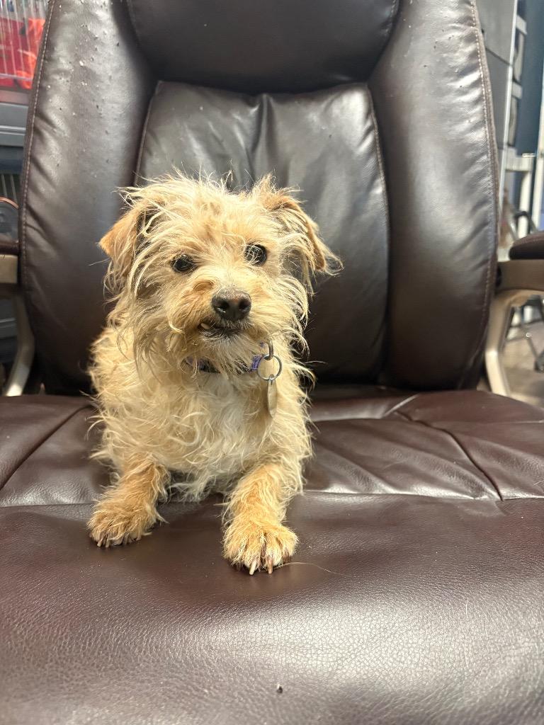 Enlarge Tuna Melt, a Adoptable mixed breed in Reno, NV image 2/5