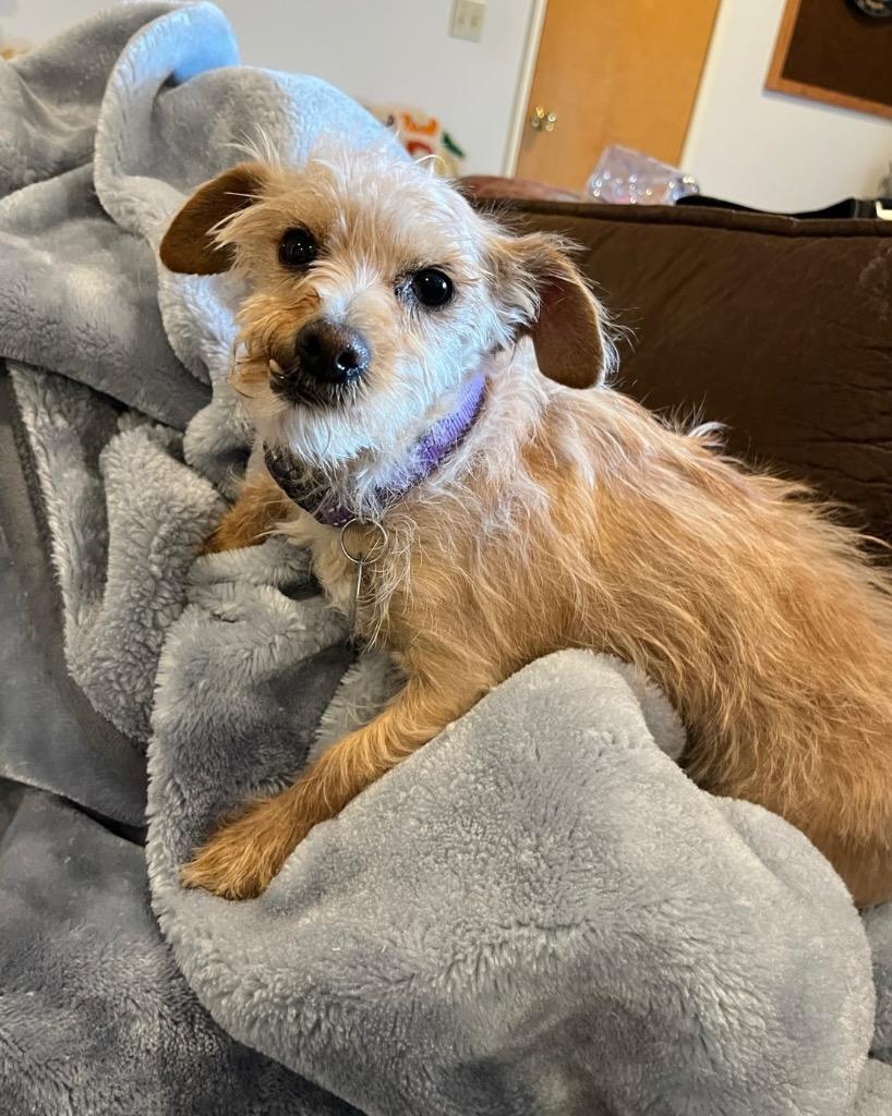 Enlarge Tuna Melt, a Adoptable mixed breed in Reno, NV image 3/5