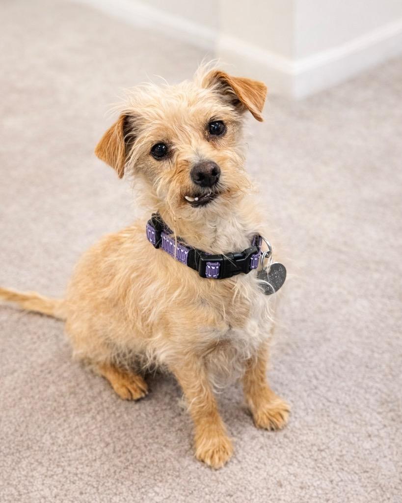 Enlarge Tuna Melt, a Adoptable mixed breed in Reno, NV image 3/5