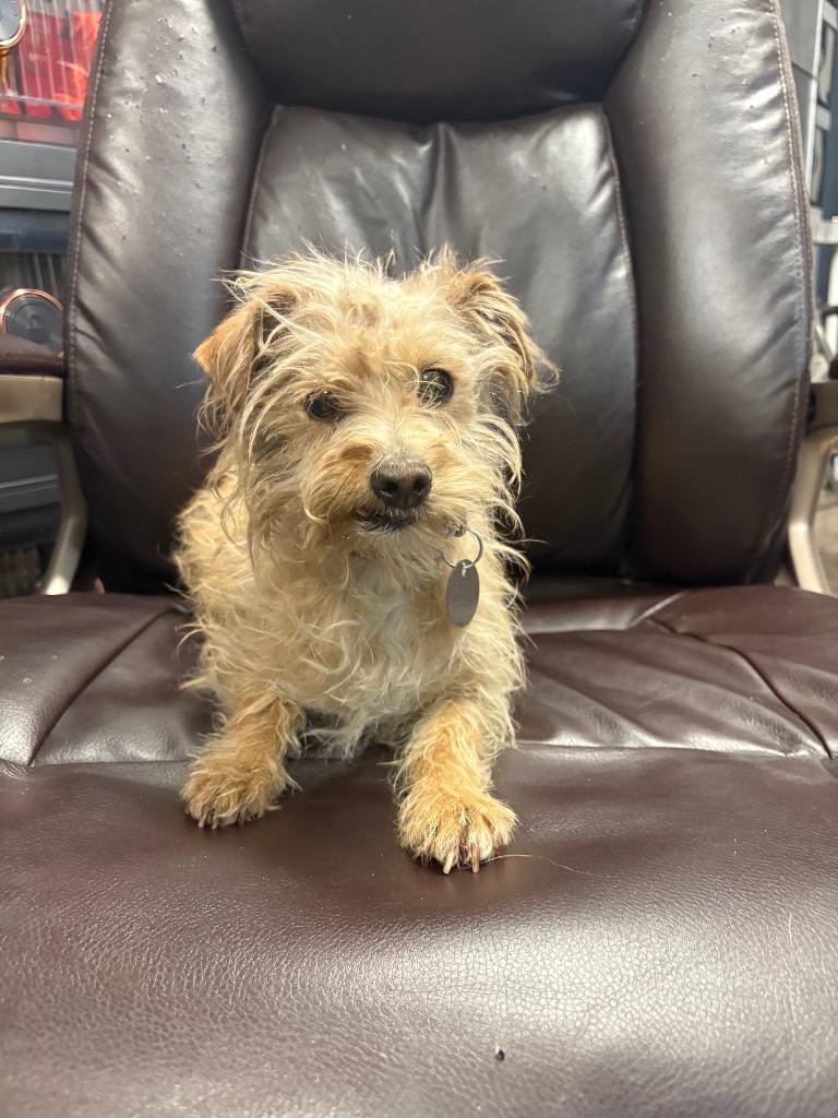 Enlarge Tuna Melt, a Adoptable mixed breed in Reno, NV image 5/5