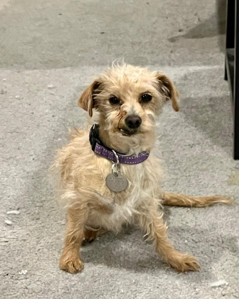 Enlarge Tuna Melt, a Adoptable mixed breed in Reno, NV image 5/5