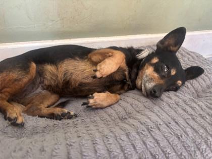 Enlarge Patty-Cakes 51510, an adopted Mixed Breed in Oklahoma City, OK image 2/2