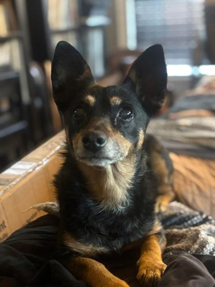 Enlarge Patty-Cakes 51510, an adopted Mixed Breed in Oklahoma City, OK image 1/2