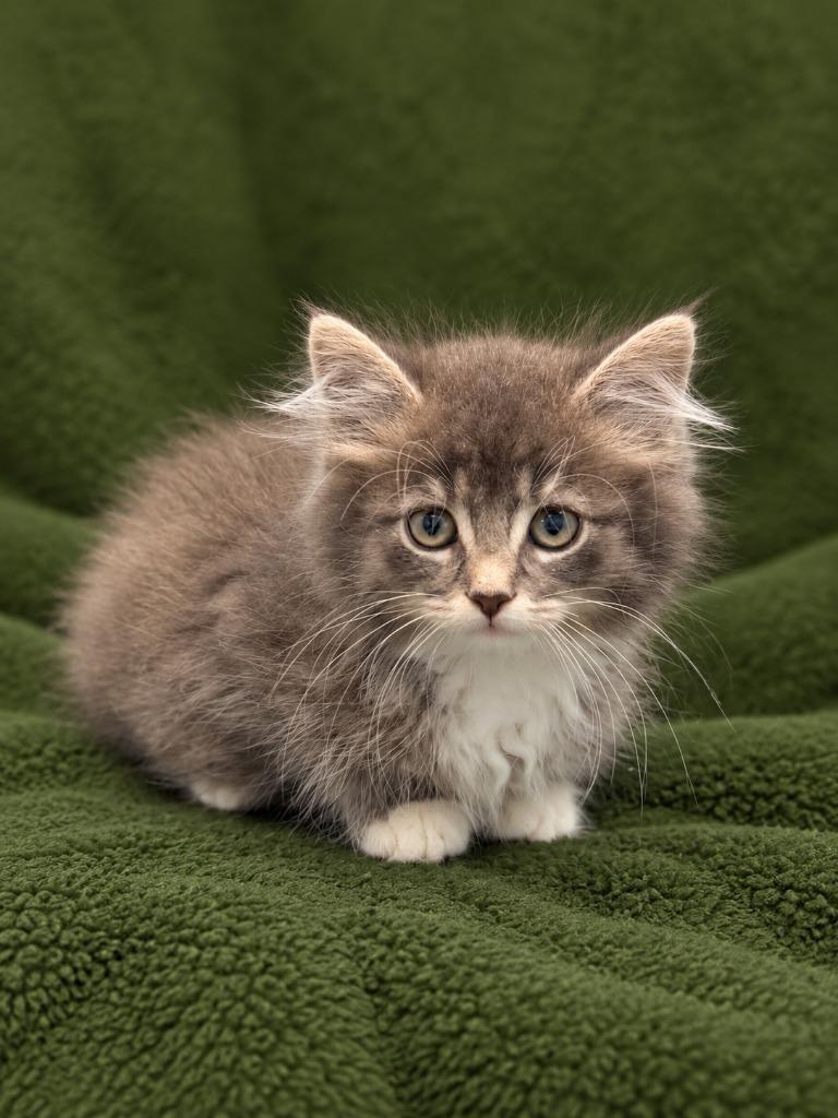 Enlarge Rocky, a Adoptable mixed breed in Effingham, IL image 1/1
