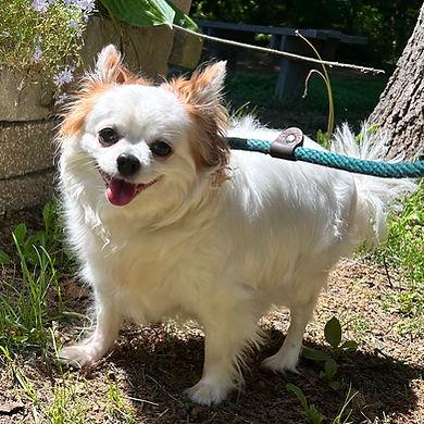 Mc Nugget, adopted, Adult Female Pomeranian.