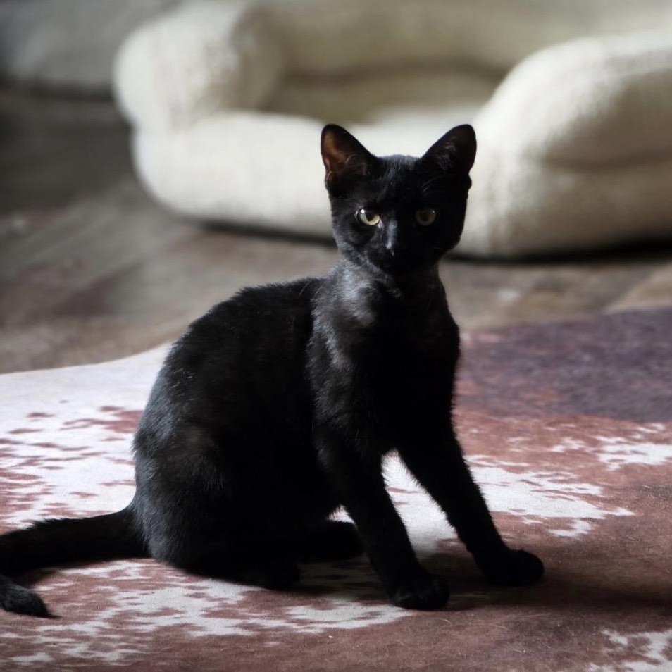 Smokey Coal, Adoptable, Young Male Bombay & Domestic Short Hair.