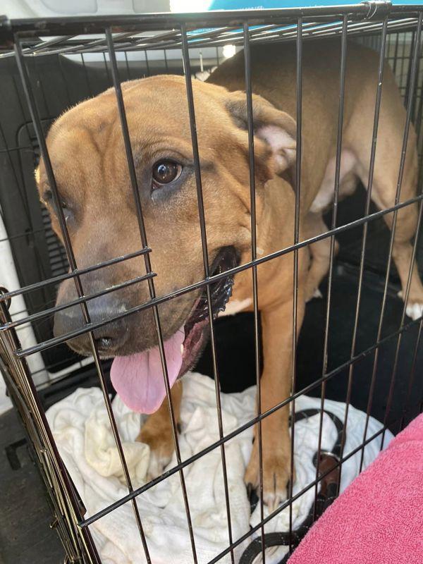 Zeus, Adoptable, Adult Male Mastiff & Boxer.