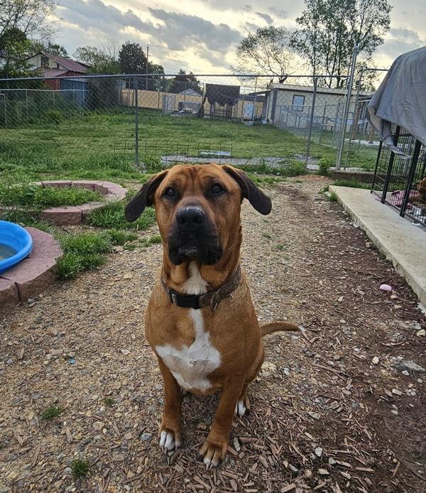 Enlarge Zeus, a Adoptable mixed breed in Cleveland, TN image 2/5