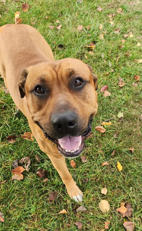 Enlarge Zeus, a Adoptable mixed breed in Cleveland, TN image 4/5