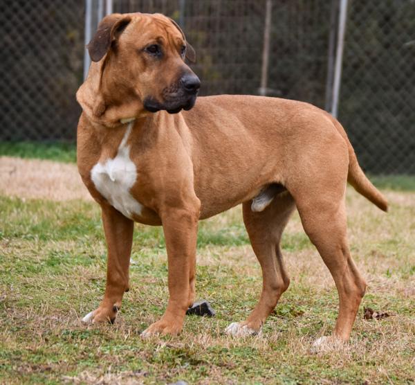 Enlarge Zeus, a Adoptable mixed breed in Cleveland, TN image 6/6