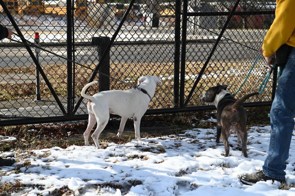 Enlarge DA 12 Dollar, a Adoptable Pit Bull Terrier in Glen Allen, VA image 1/3