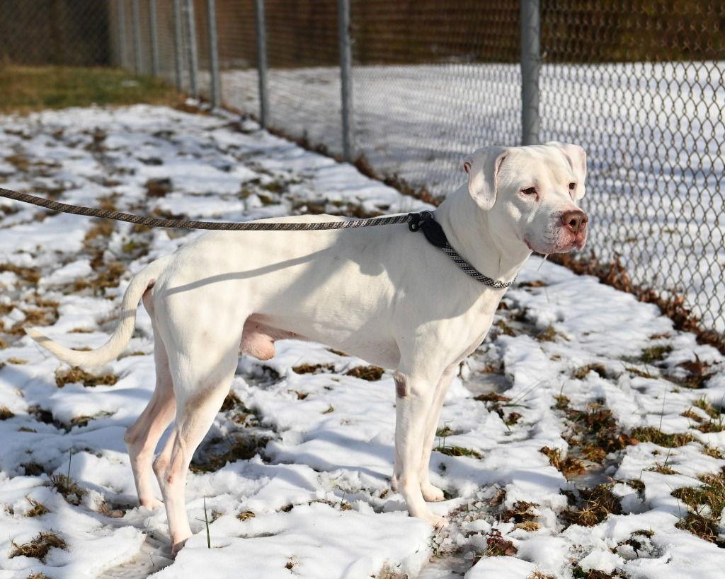 Enlarge DA 12 Dollar, a Adoptable Pit Bull Terrier in Glen Allen, VA image 2/3