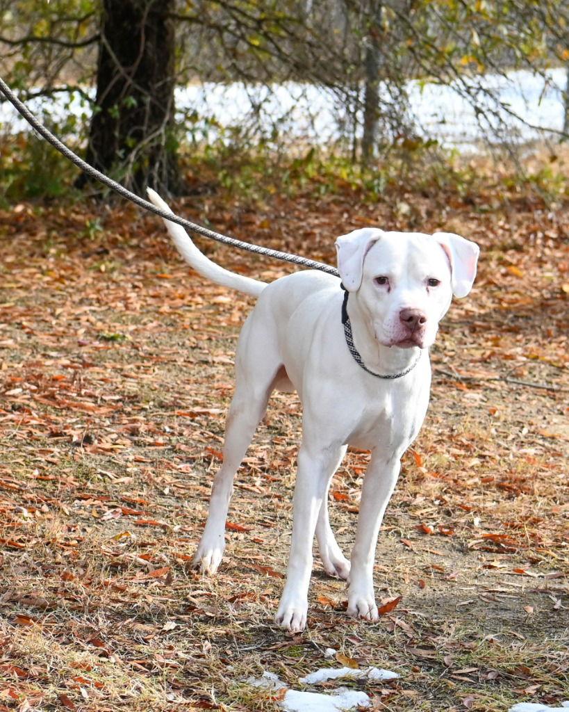 Enlarge DA 12 Dollar, a Adoptable Pit Bull Terrier in Glen Allen, VA image 3/3
