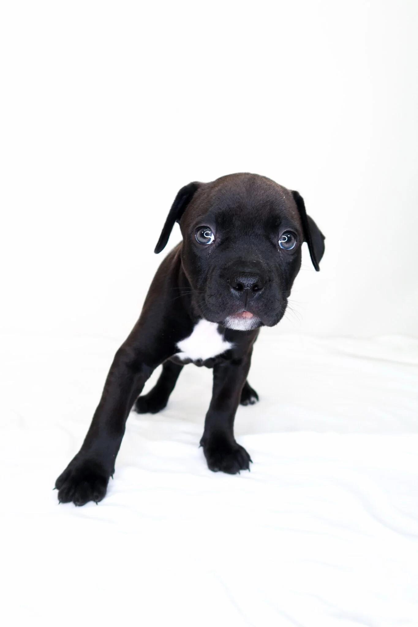 Spanky, an adopted mixed breed in Bixby, OK image 2/4