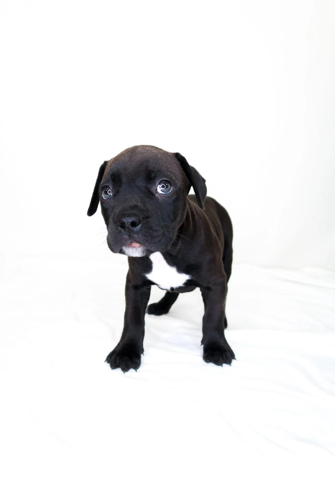 Spanky, an adopted mixed breed in Bixby, OK image 4/4