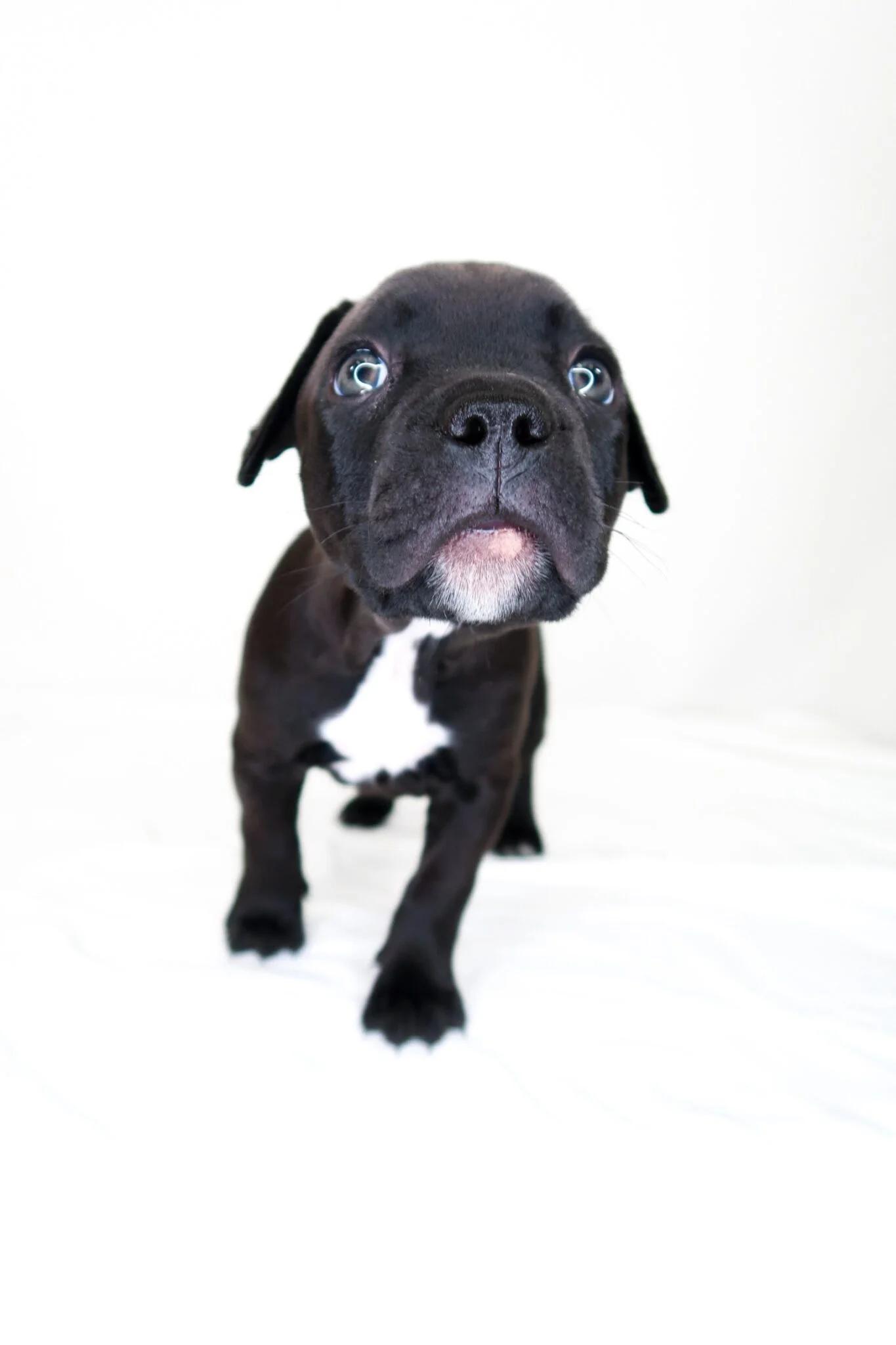 Spanky, an adopted mixed breed in Bixby, OK image 3/4