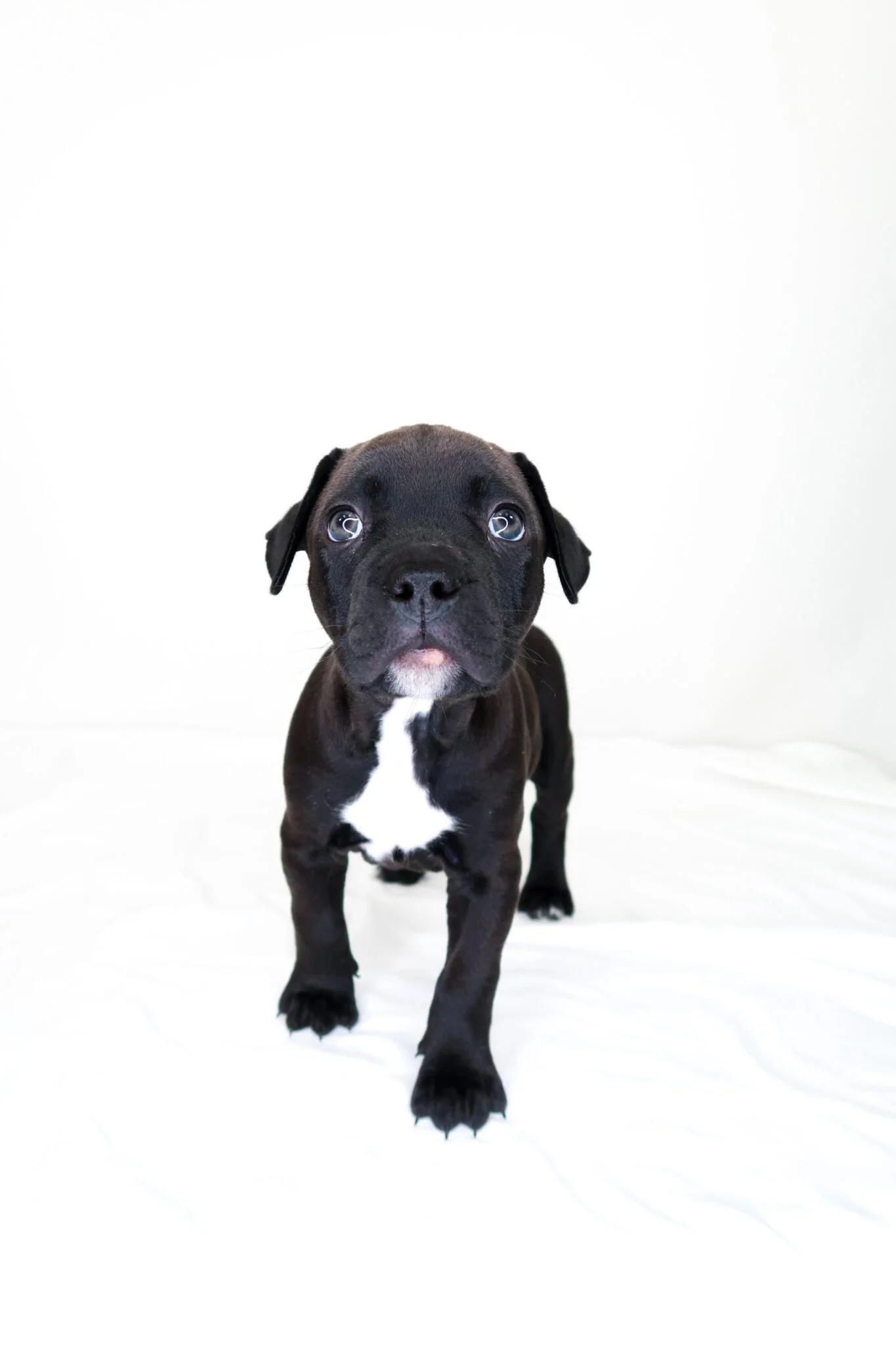 Spanky, an adopted mixed breed in Bixby, OK image 1/4