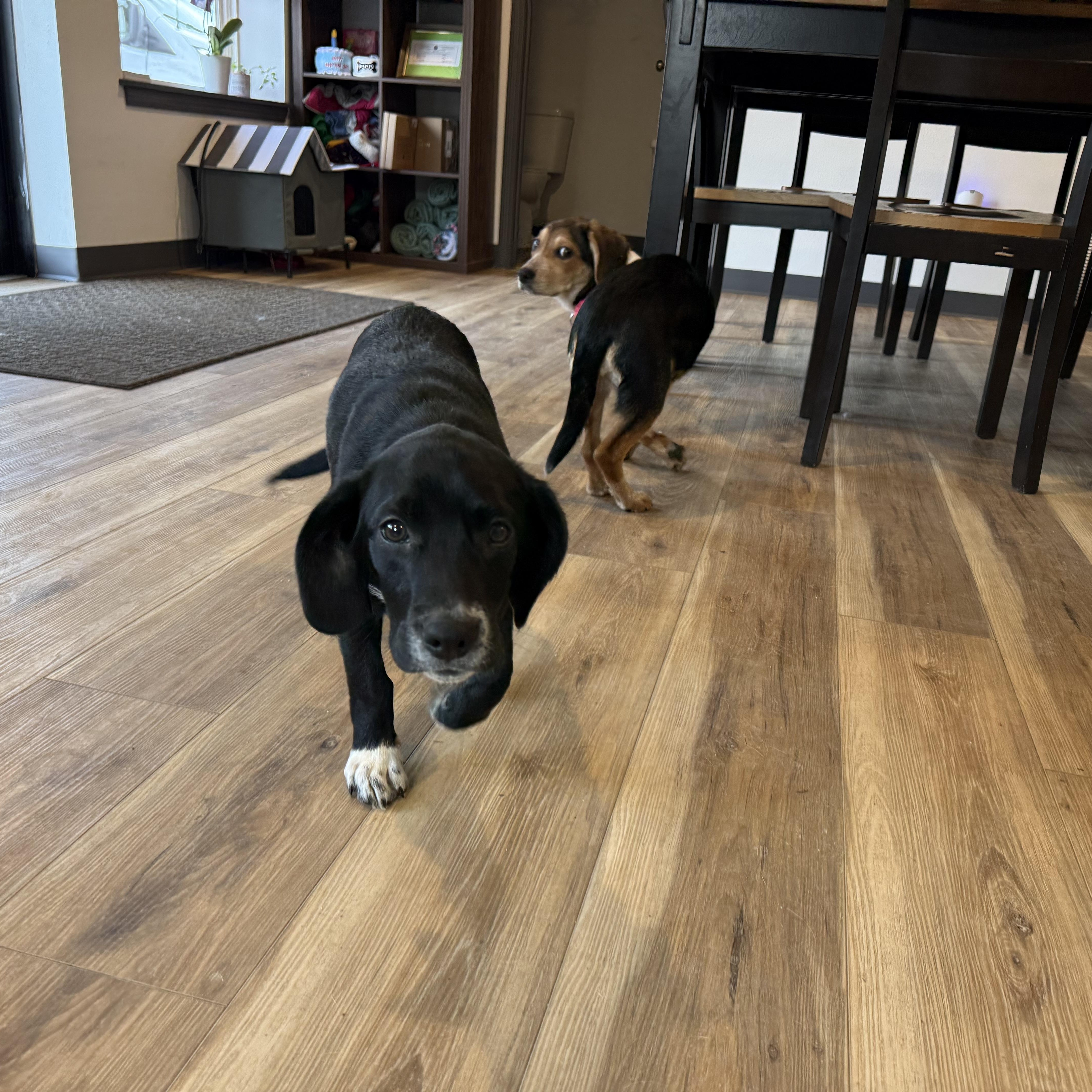 Enlarge Penelope, an adopted mixed breed in Reeds Spring, MO image 1/3