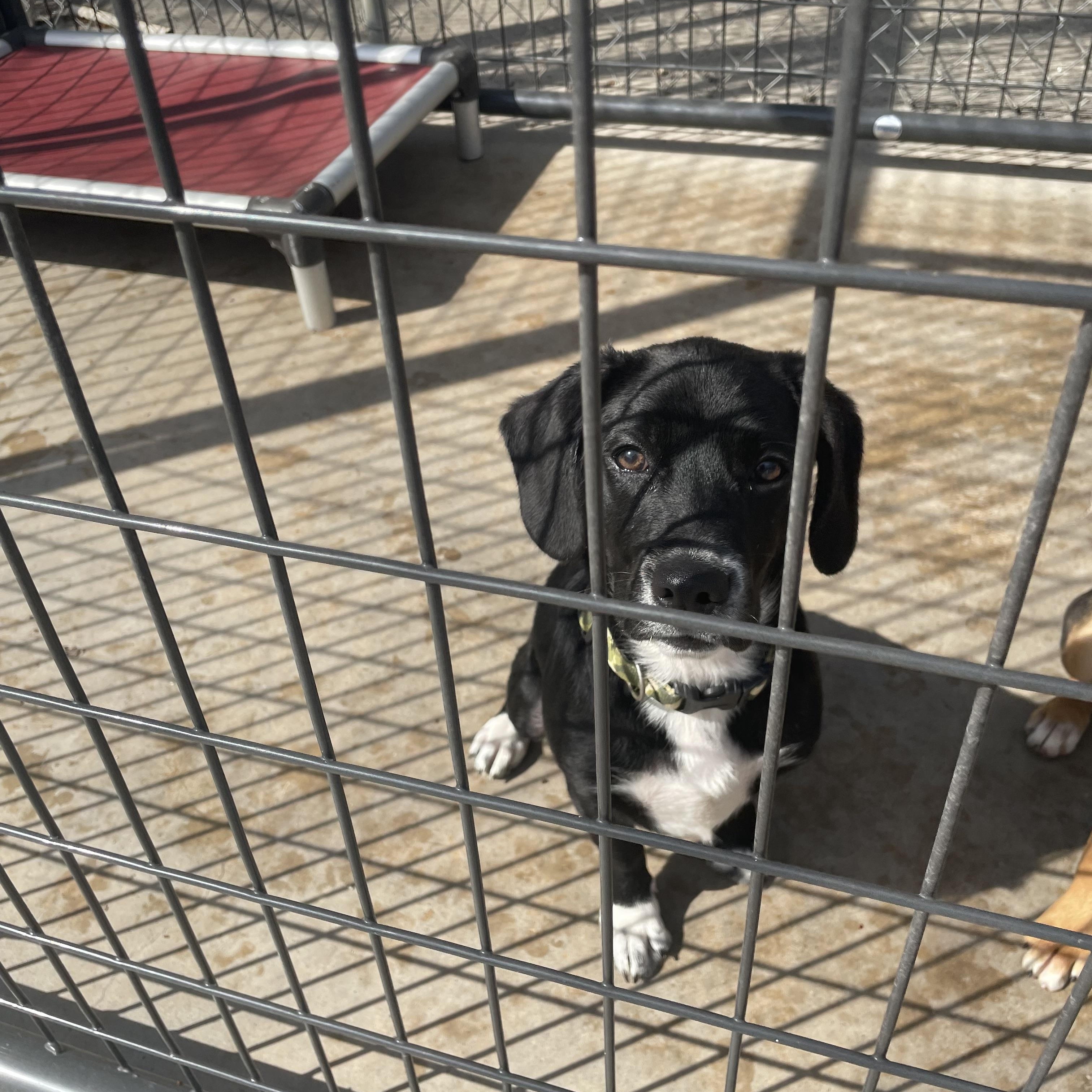 Enlarge Penelope, an adopted mixed breed in Reeds Spring, MO image 2/3