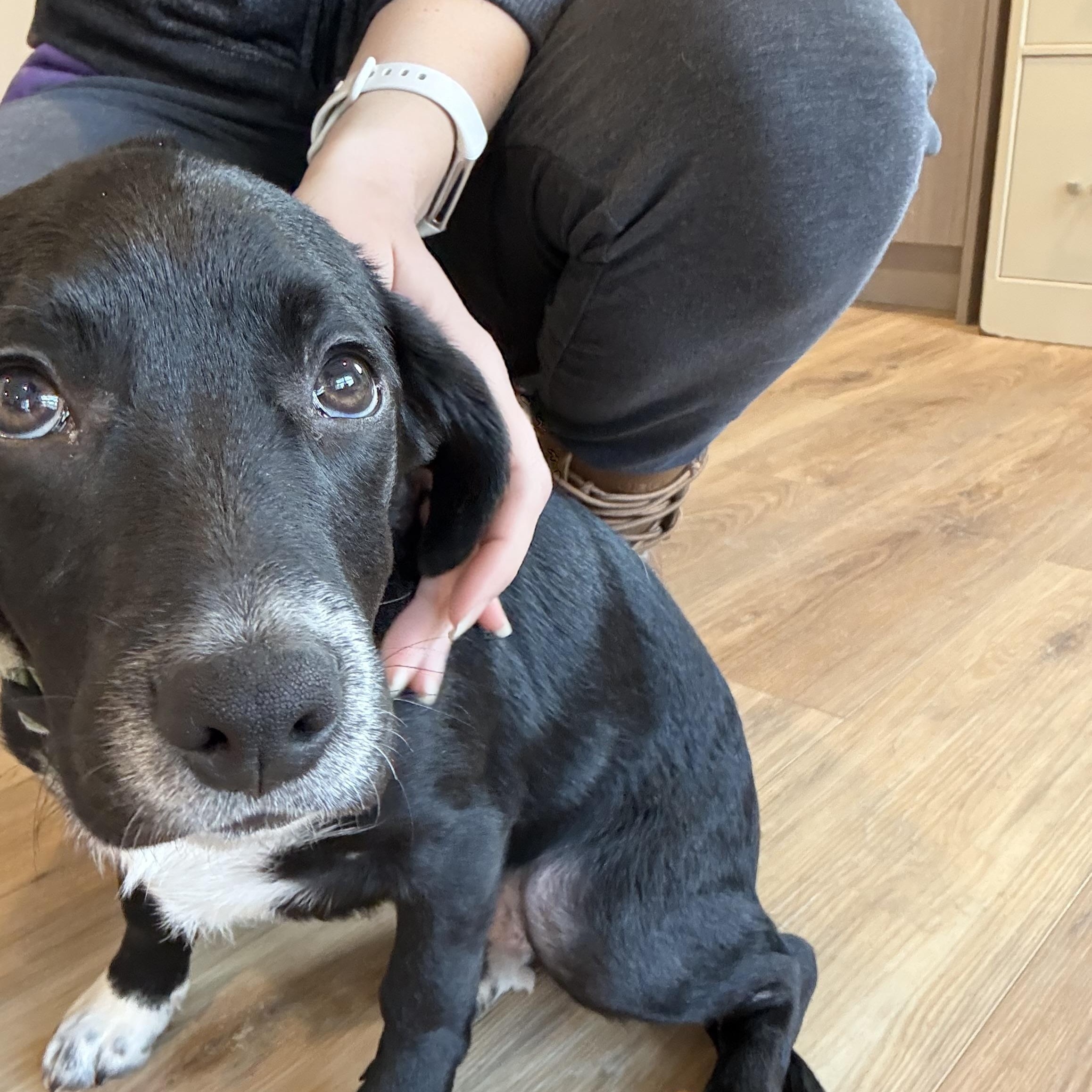 Enlarge Penelope, an adopted mixed breed in Reeds Spring, MO image 3/3