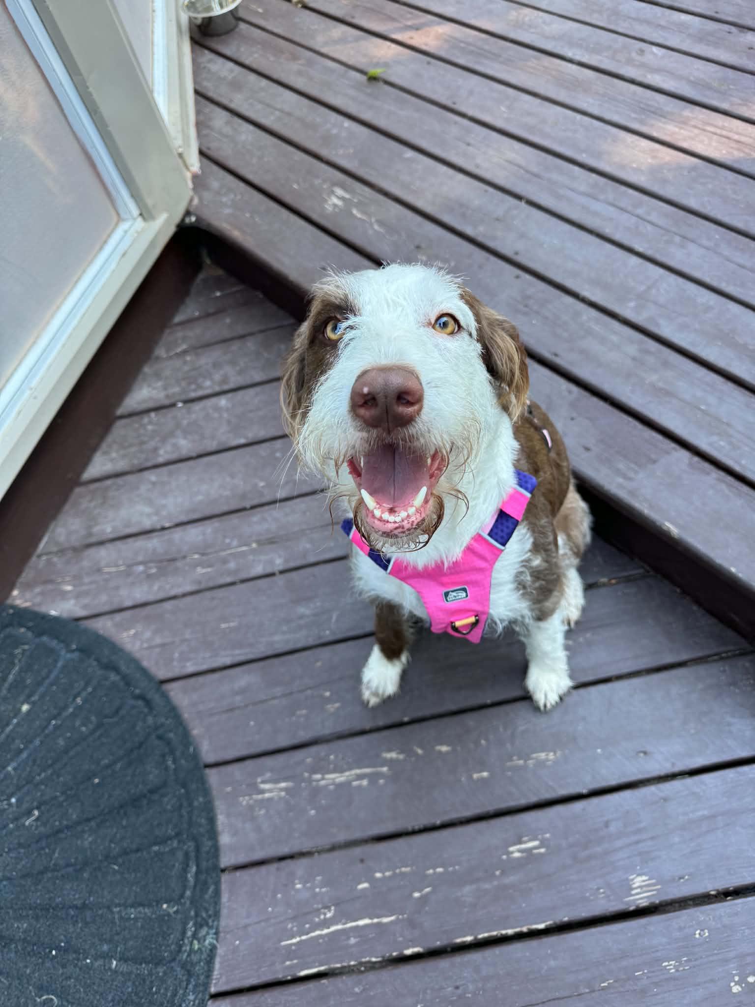 Millie, a ADOPTABLE mixed breed in Grand Rapids, MI image 2/3