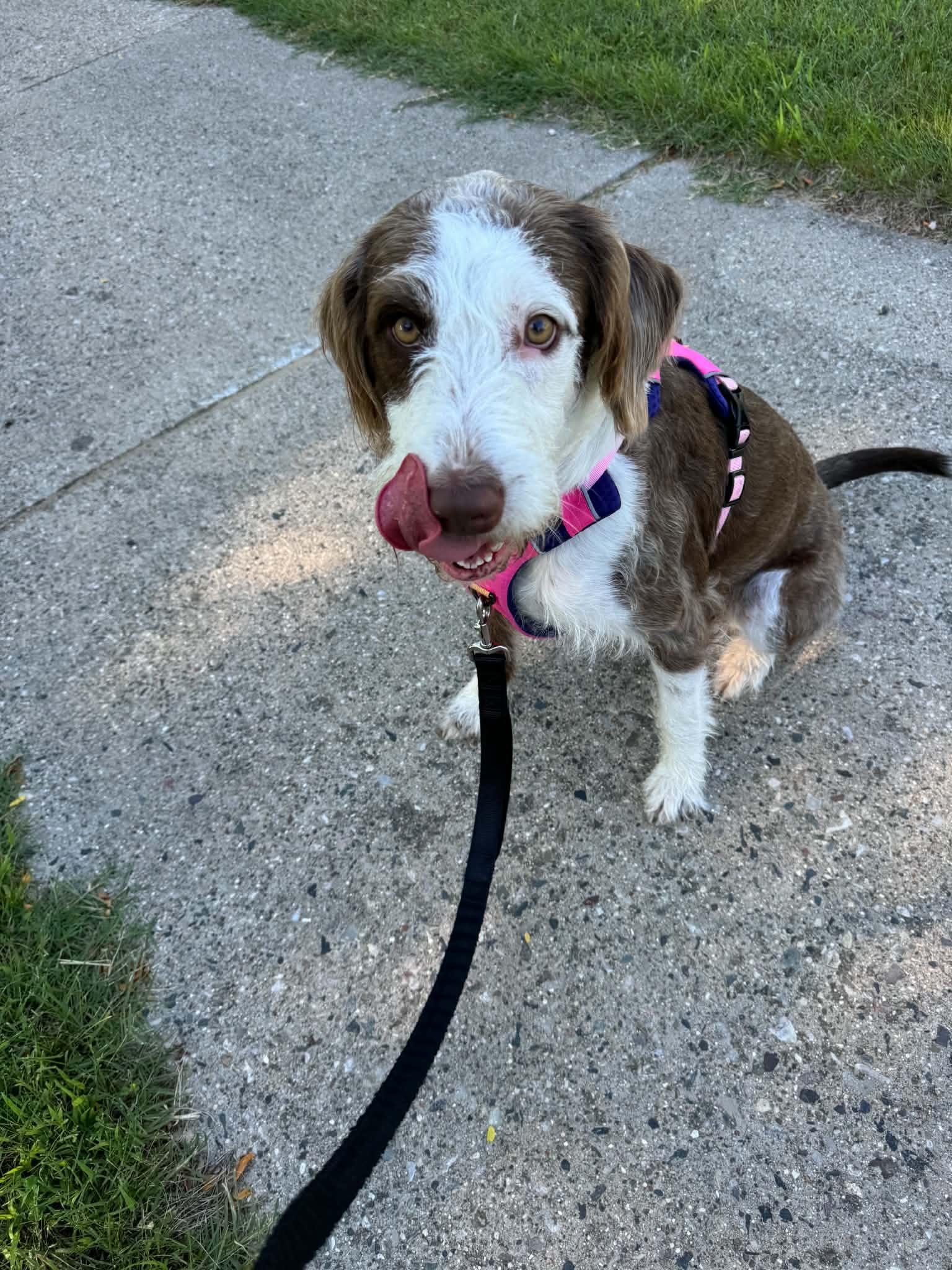 Millie, ADOPTABLE, Young Female Irish Wolfhound.