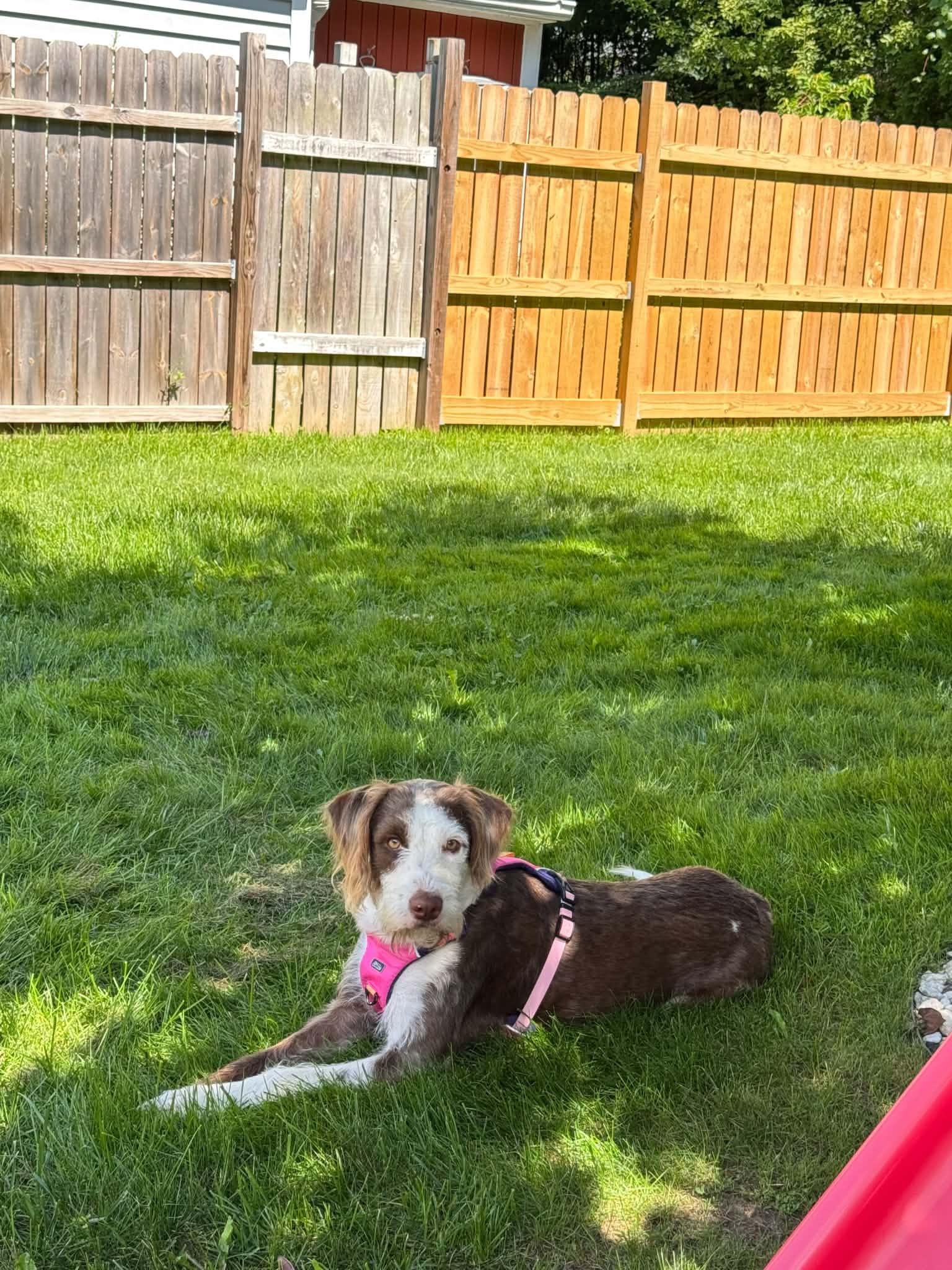 Millie, a ADOPTABLE mixed breed in Grand Rapids, MI image 3/3