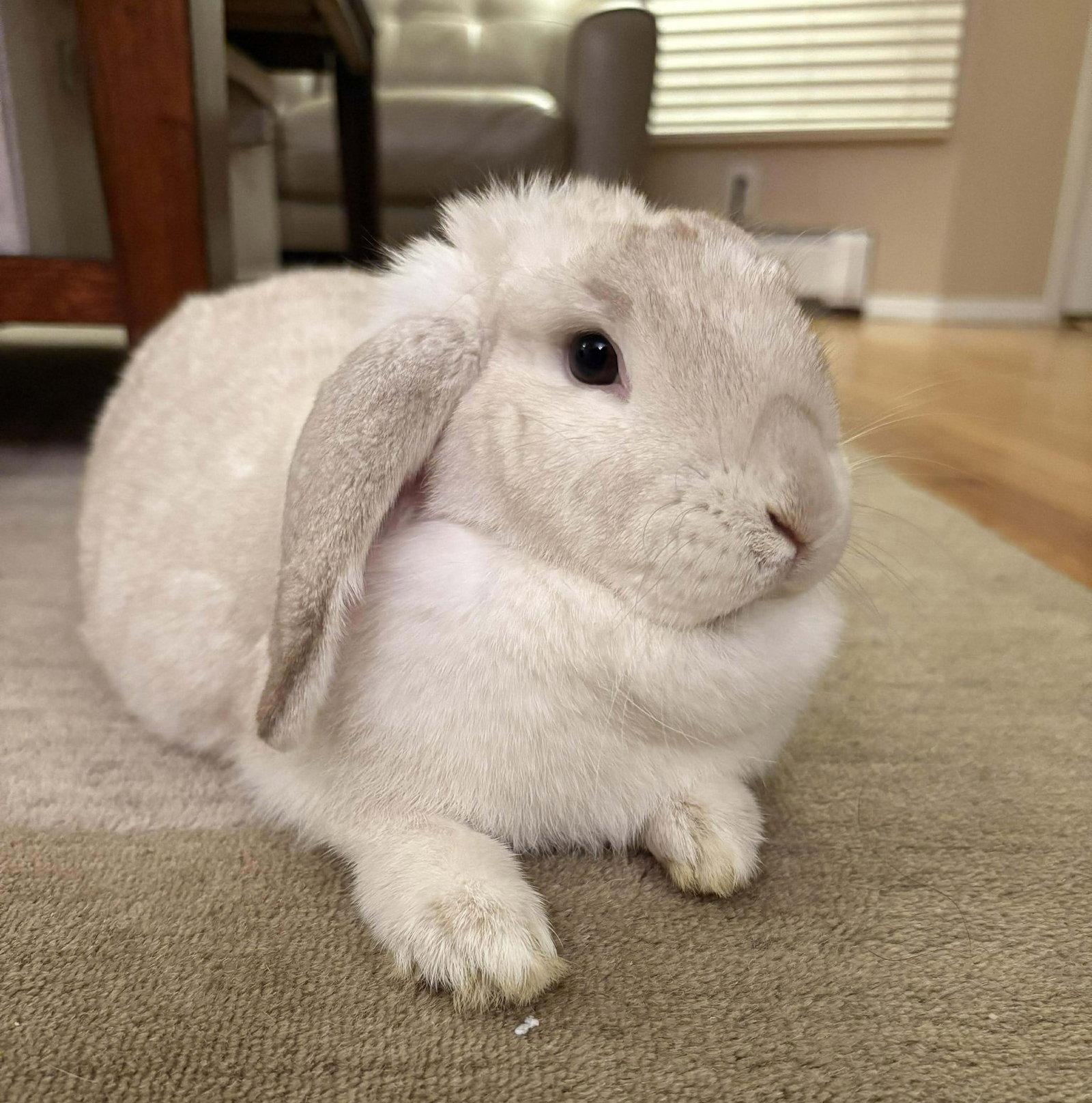 Lumi, Adoptable, Adult Female Mini Lop.
