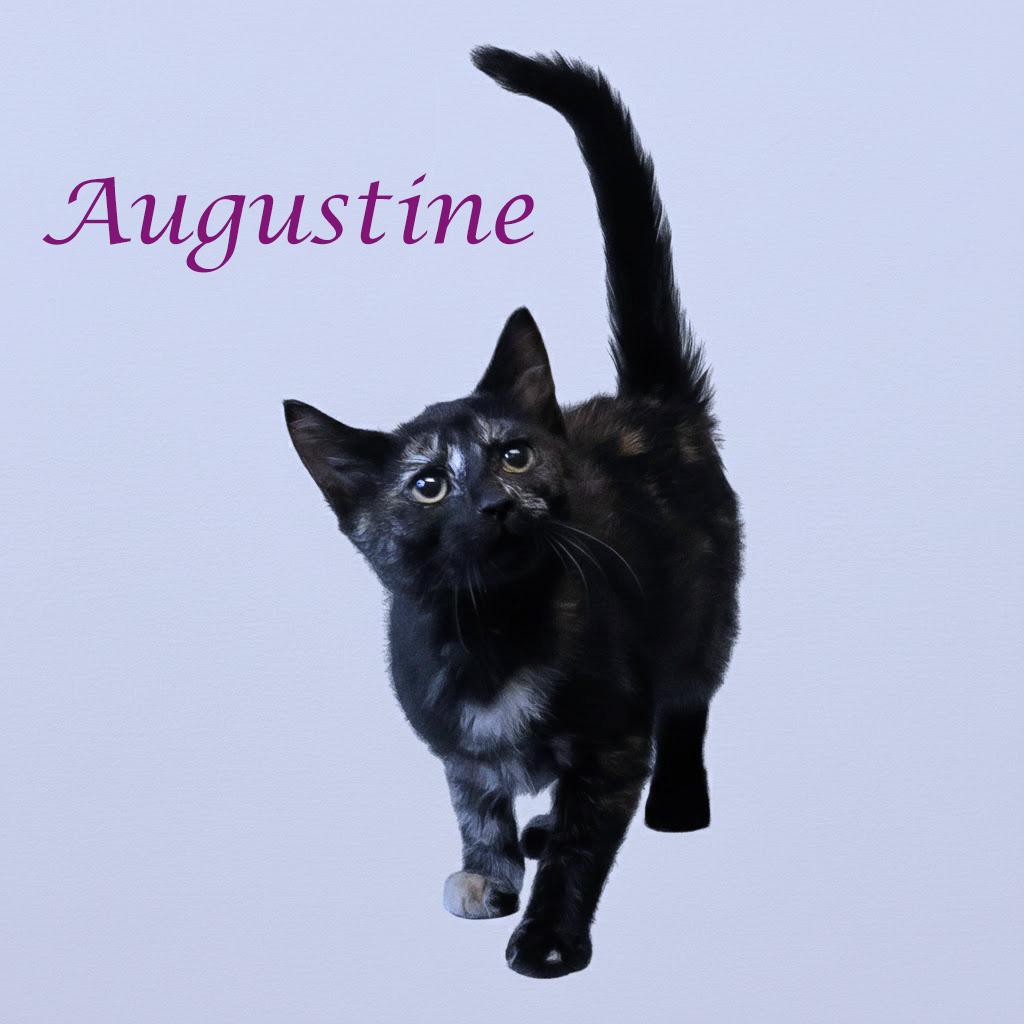 Augustine C25-295, Adoptable, Kitten Female Domestic Short Hair.
