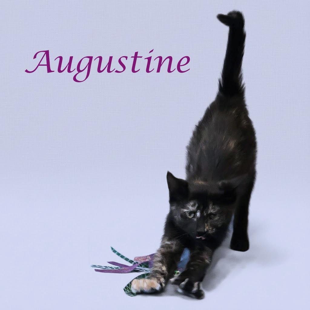 Enlarge Augustine C25-295, a Adoptable Domestic Short Hair in Lebanon, TN image 3/5