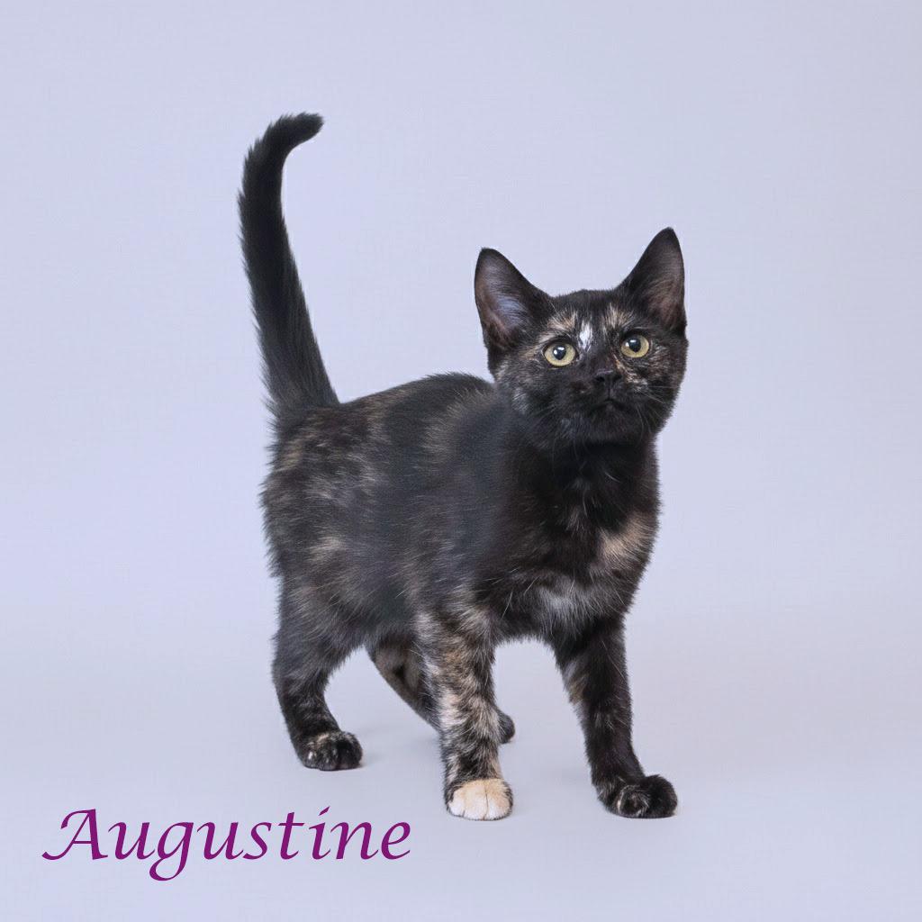 Enlarge Augustine C25-295, a Adoptable Domestic Short Hair in Lebanon, TN image 4/5