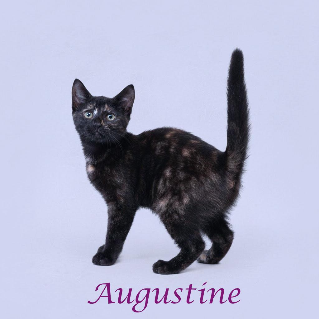 Enlarge Augustine C25-295, a Adoptable Domestic Short Hair in Lebanon, TN image 5/5