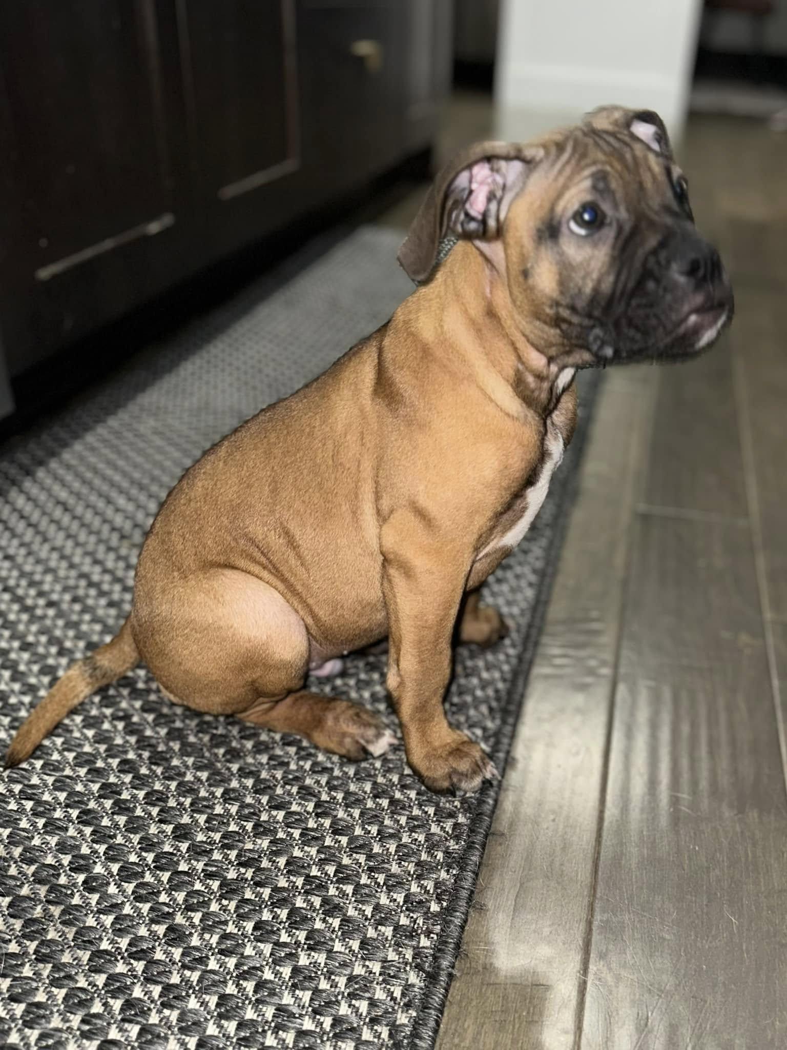 Gromit, Adopted, Young Female Boxer & French Bulldog.