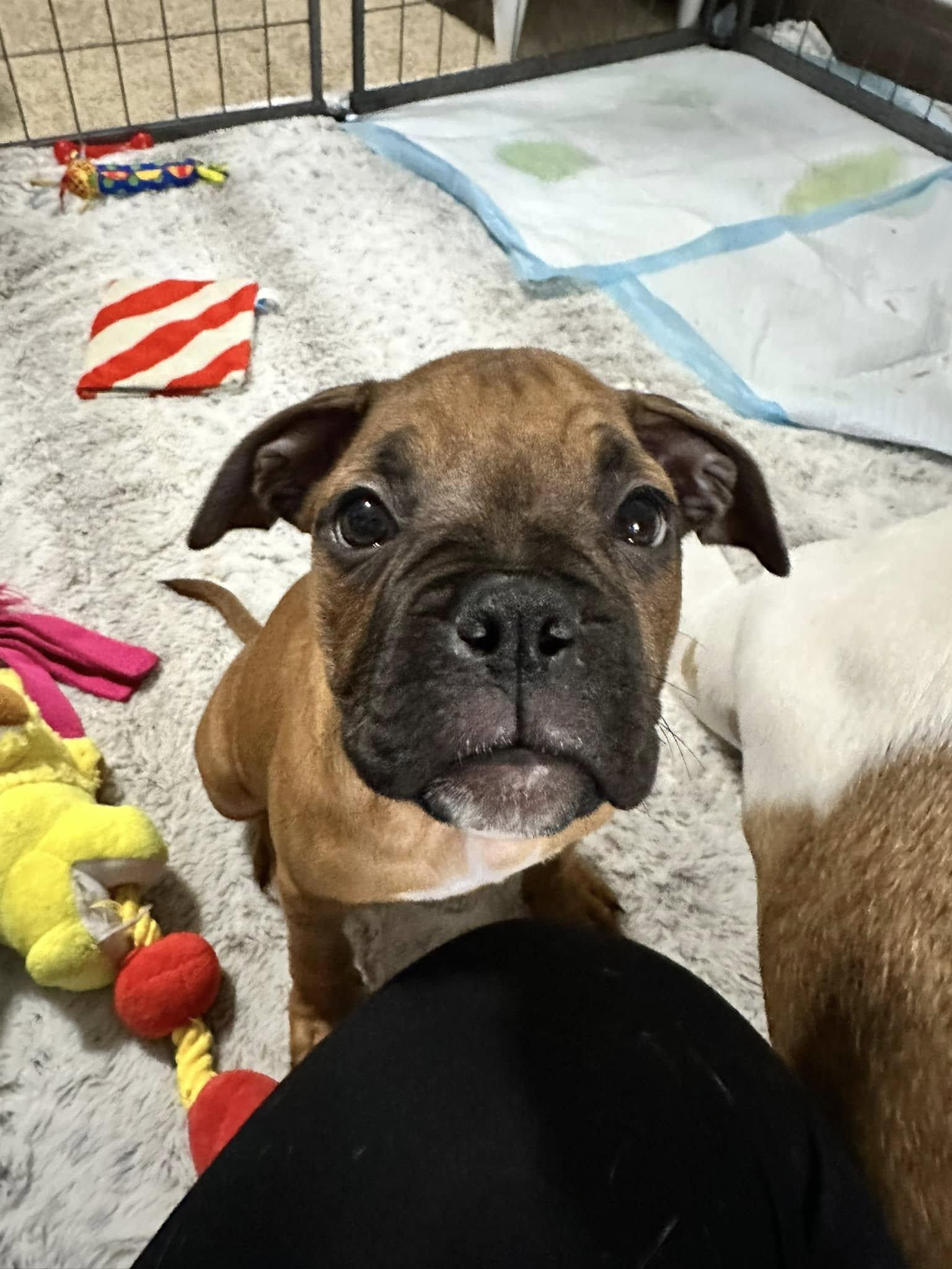 Enlarge Gromit, a Adopted mixed breed in McMinnville, OR image 2/3