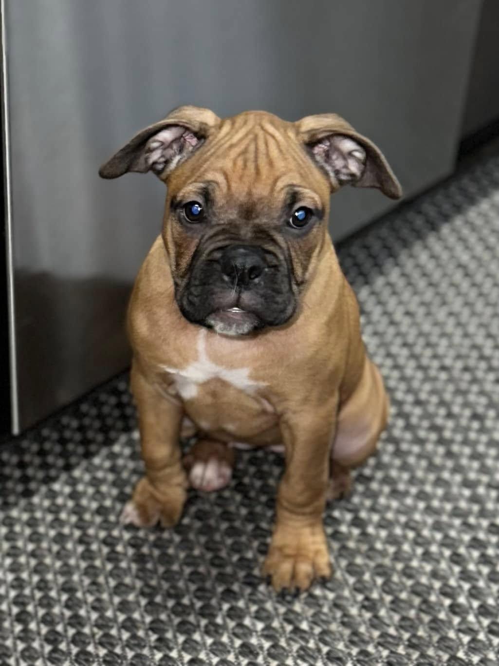 Enlarge Gromit, a Adopted mixed breed in McMinnville, OR image 3/3