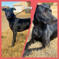 Enlarge Lester, a Adoptable Labrador Retriever in Joshua, TX image 1/2