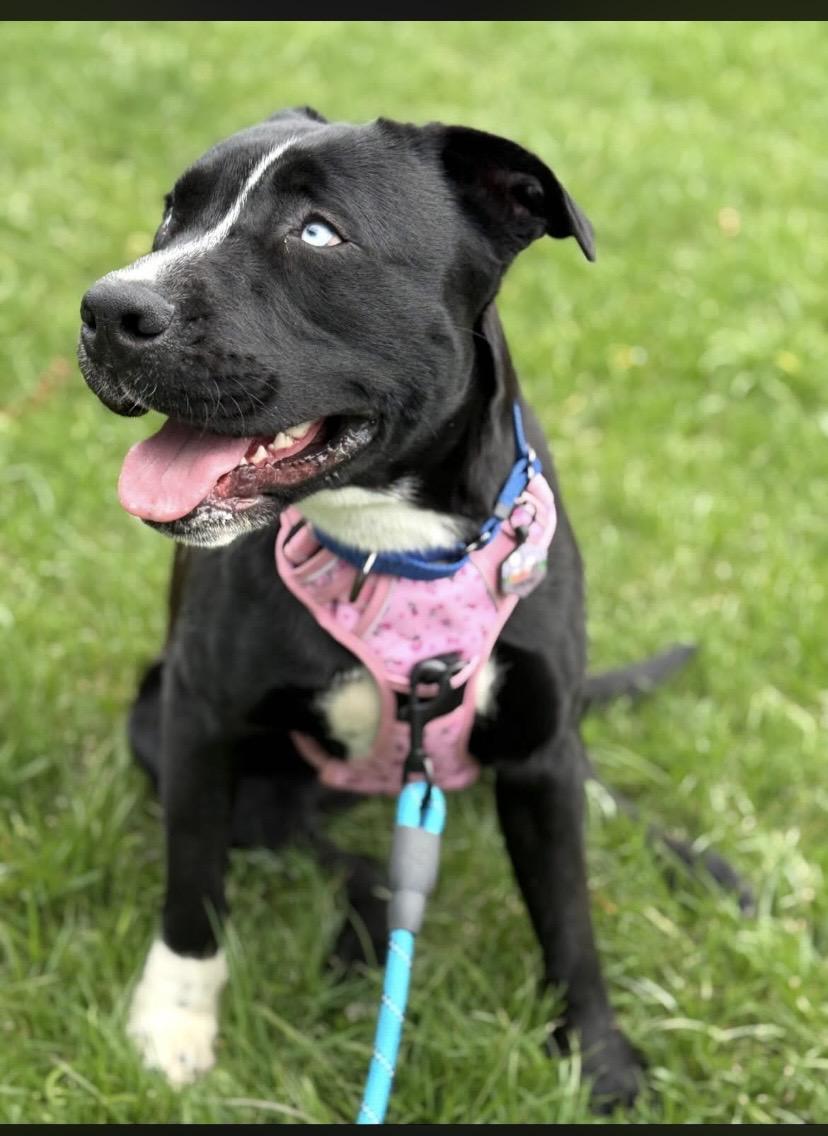 Jewel, adopted, Young Female Pit Bull Terrier & Husky.