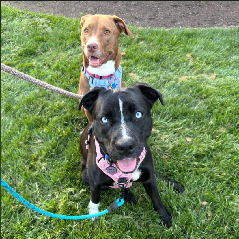 Enlarge Jewel, an adopted mixed breed in Philadelphia, PA image 6/6